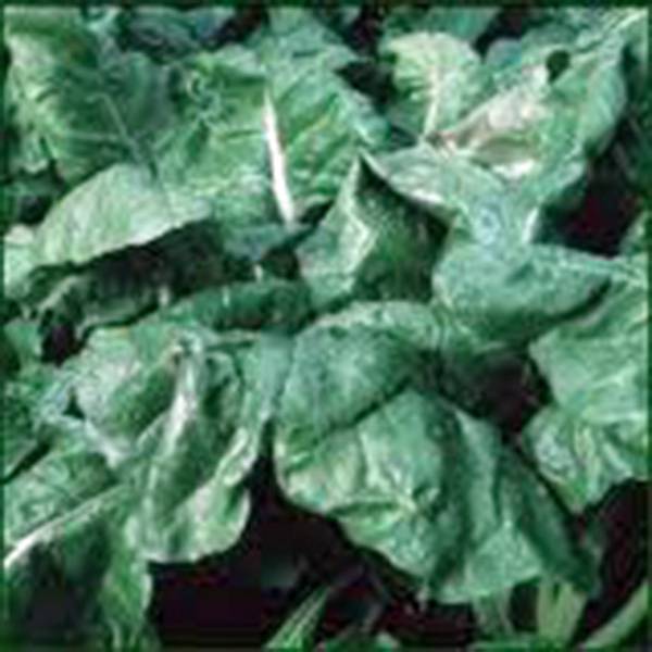 SPINACH SEED, AMERICA, HEIRLOOM, NON GMO, 500 SEEDS, SPINACH SEEDS