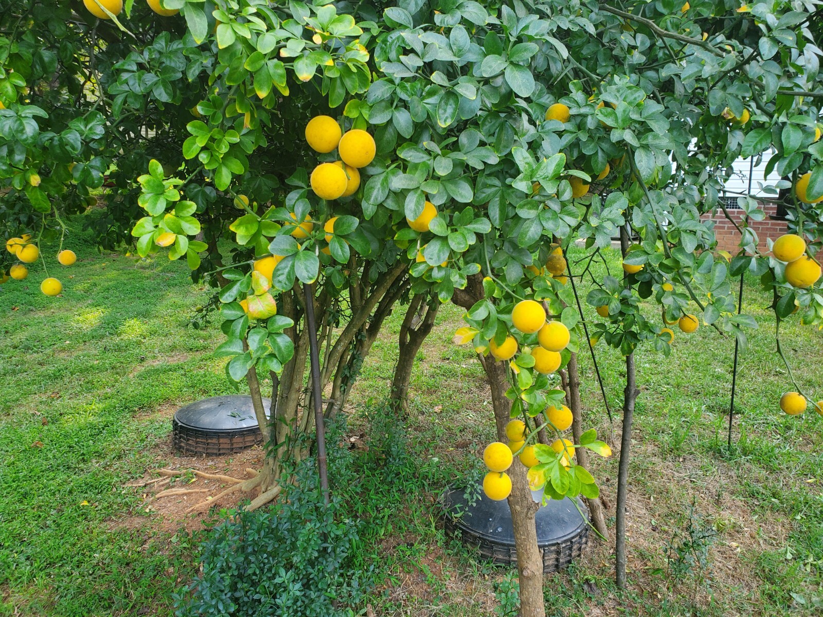Poncirus Trifoliata Citrus Trifoliate Oranges (20 Ct) Year 2 Seedlings 6-10″ 🍊