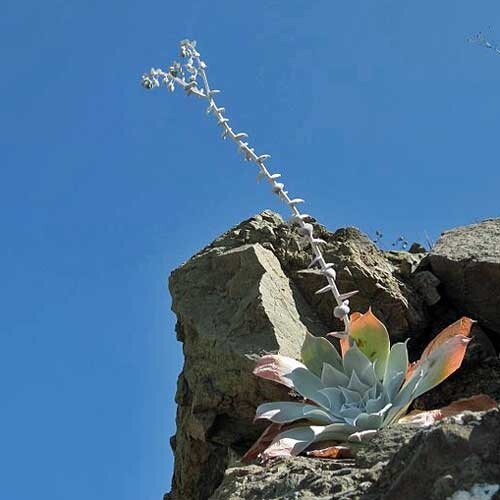 Dudleya pulverulenta ssp. pulverulenta | Chalk Liveforever | 20 Seeds