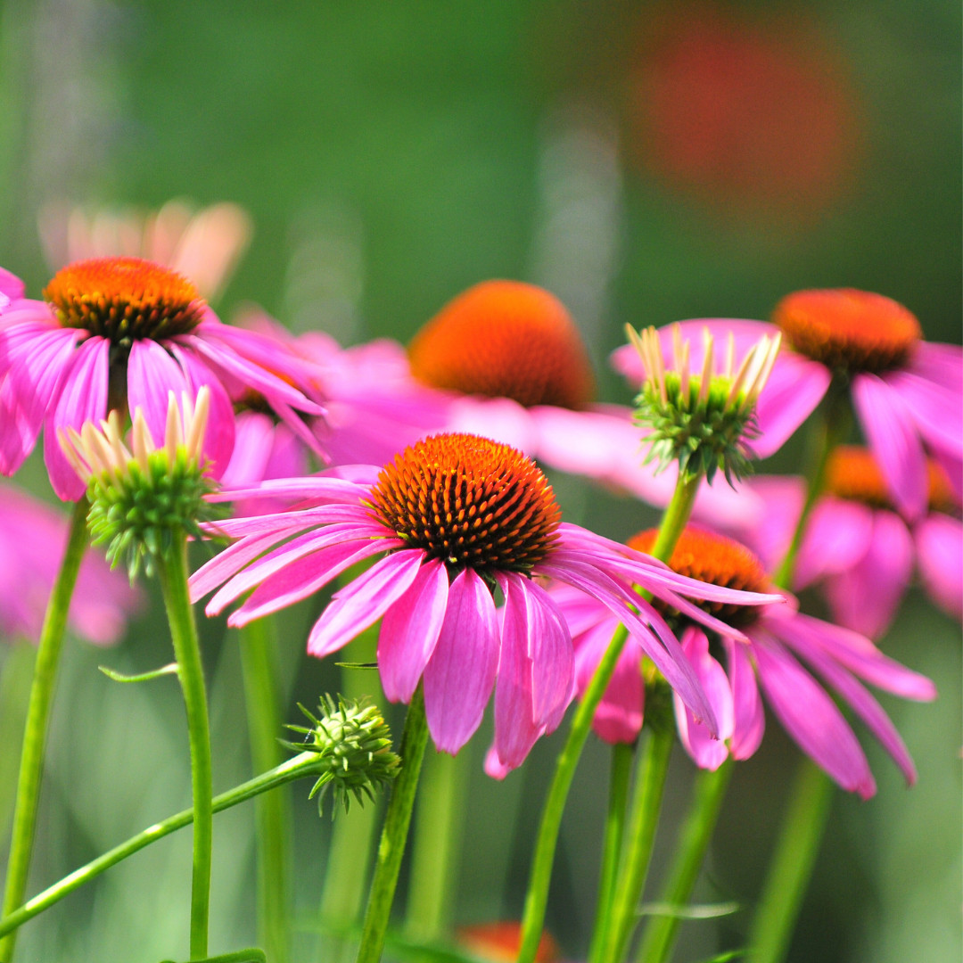 Fresh Echinacea Seeds | Purple Coneflower | Heirloom Non-GMO | Flower Seeds