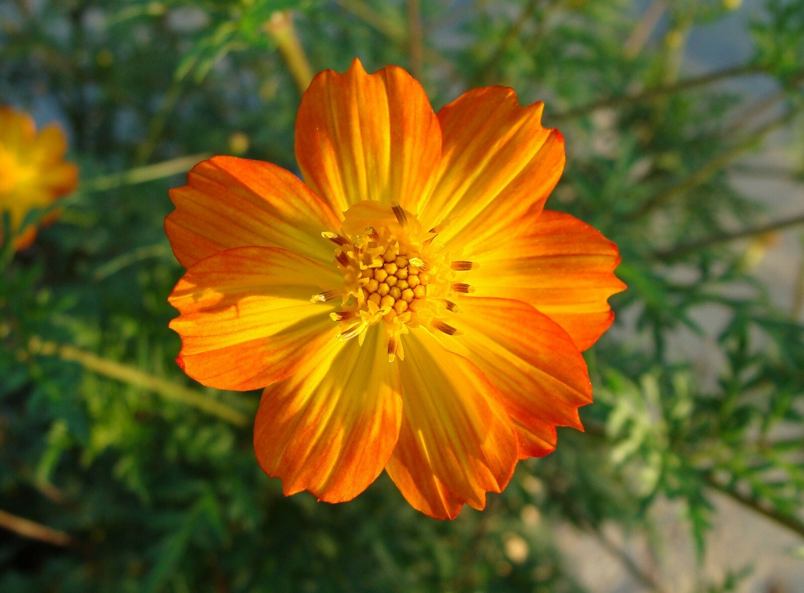 Cosmos Bright Lights Drought Tolerant Annual Bright Flowers Attracts Butterflies