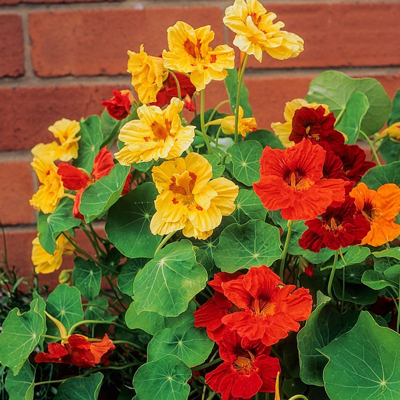 Nasturtium Seeds Jewel Mix Multicolored Edible Flowers 1.5 Ounce 350+ Seeds