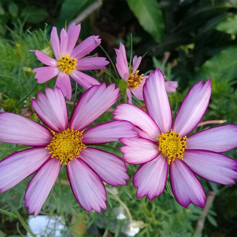 Cosmos PICOTEE Sensation Striped Edges Red & White Flowers Non-GMO 200 Seeds!