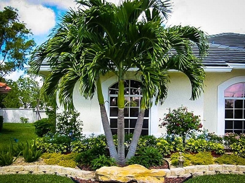 30 Seeds Christmas Manila Palm Tree Adonidia merrillii live tropical plants 2025