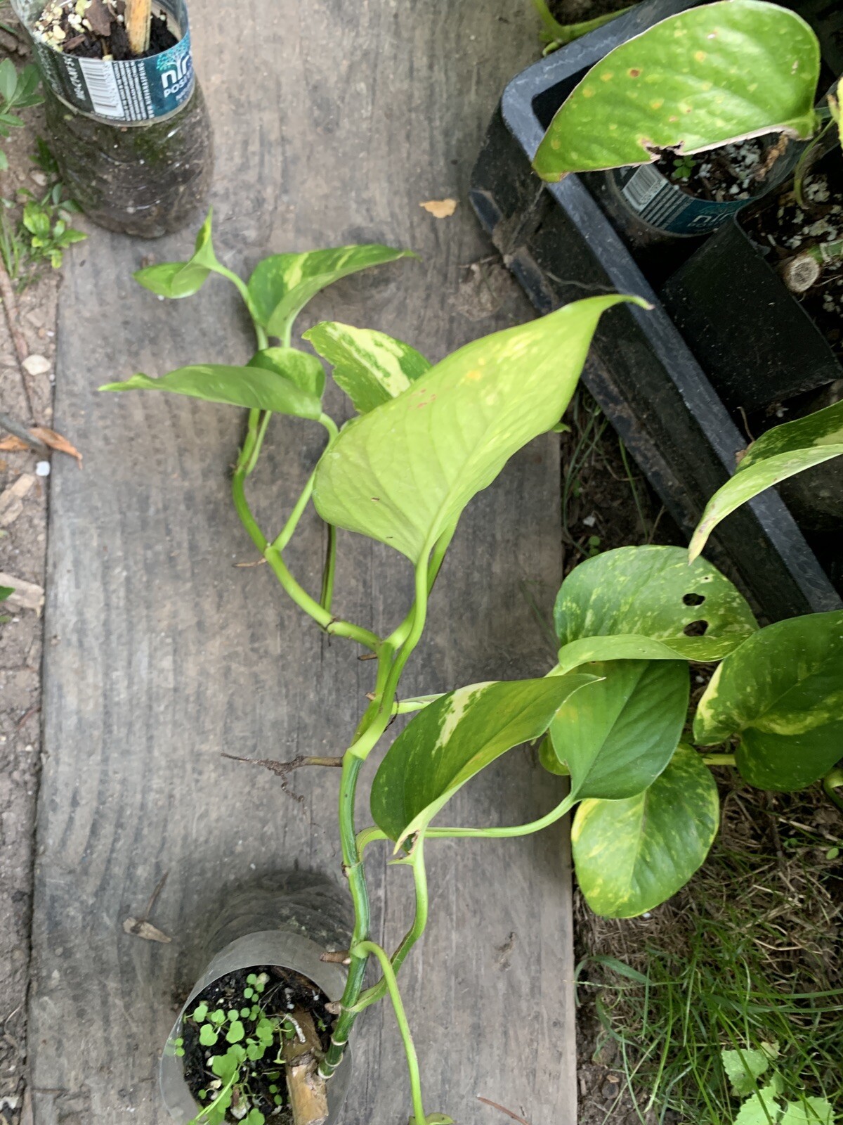 Variegated Giant Golden Pothos, well rooted plant shipped in container with soil