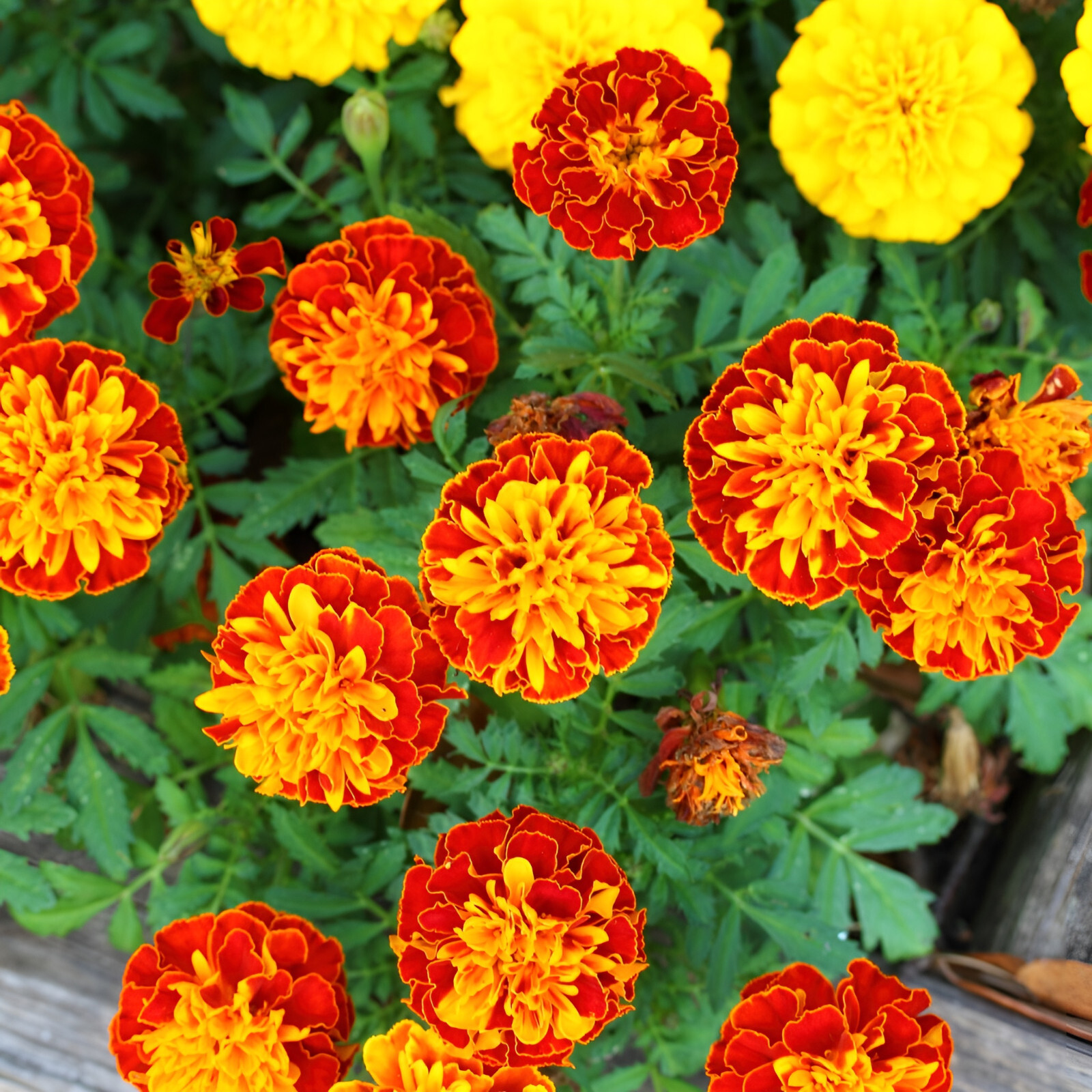 300 French Marigold Seeds: Sparky- Beautiful Orange and Yellow Blooms