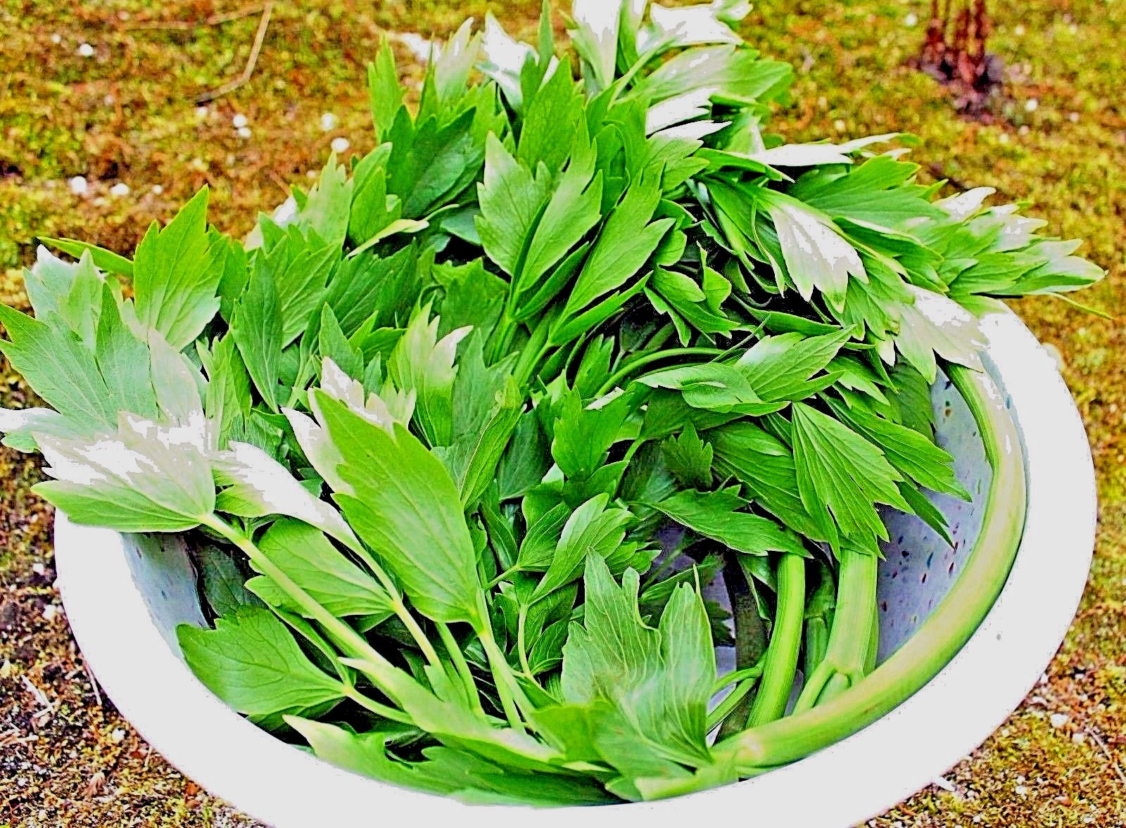 200+ Lovage seeds-Non GMO-Open Pollinated-Medicinal.