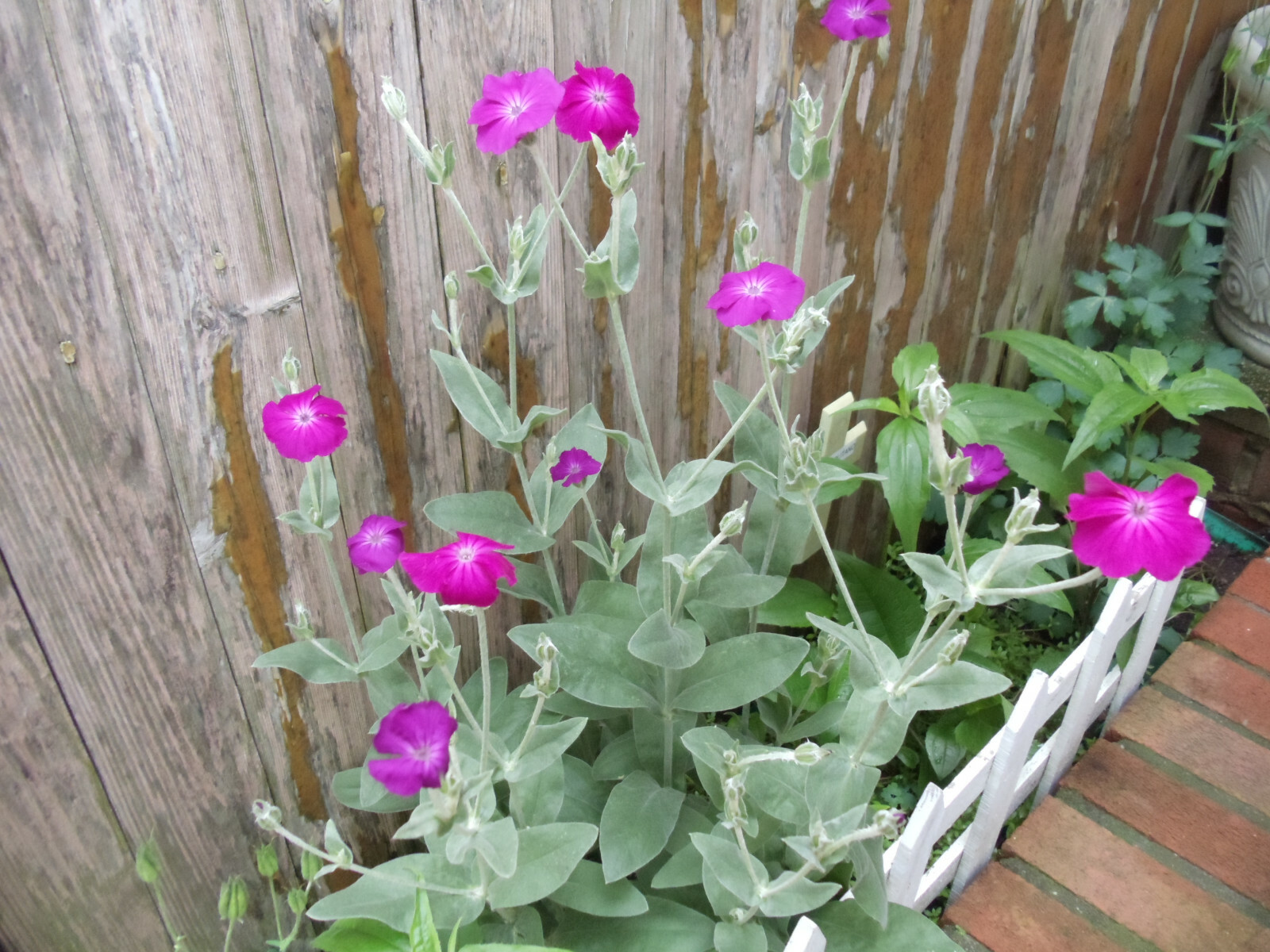 Purple-Rose Campion Perennial Vibrant Deep Color & Constant Flowering~120 Seeds