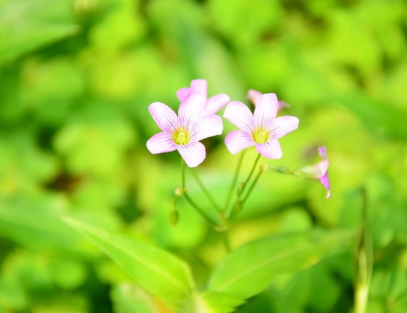 Green Shamrock Bulbs 15 Luck Oxalis to Plant, Easy