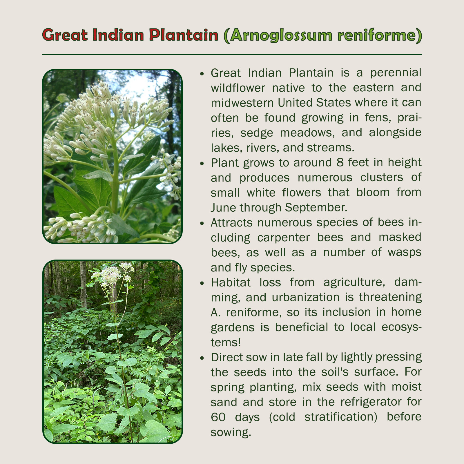 30 Great Indian Plantain Seeds, Arnoglossum reniforme, Native Wildflower