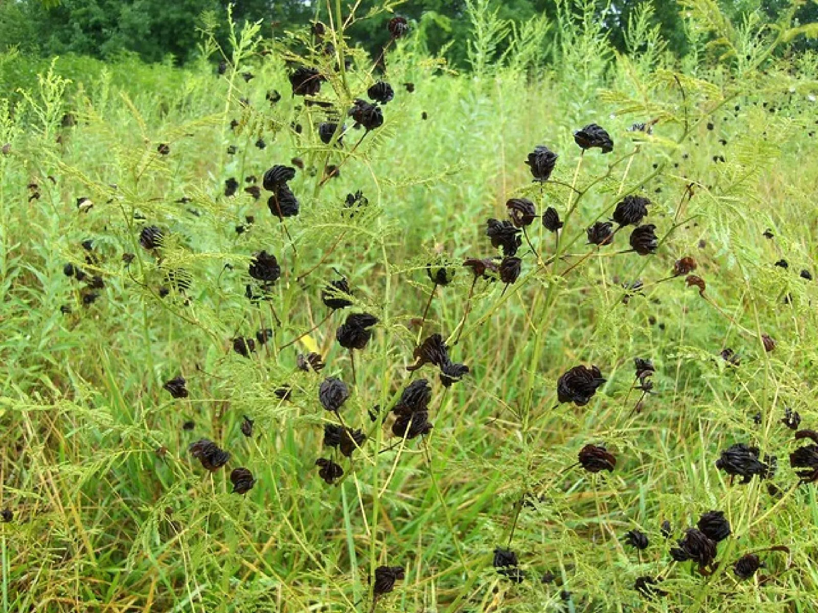 Illinois Bundleflower {Desmanthus illinoensis} | 100+ SEEDS USA POST