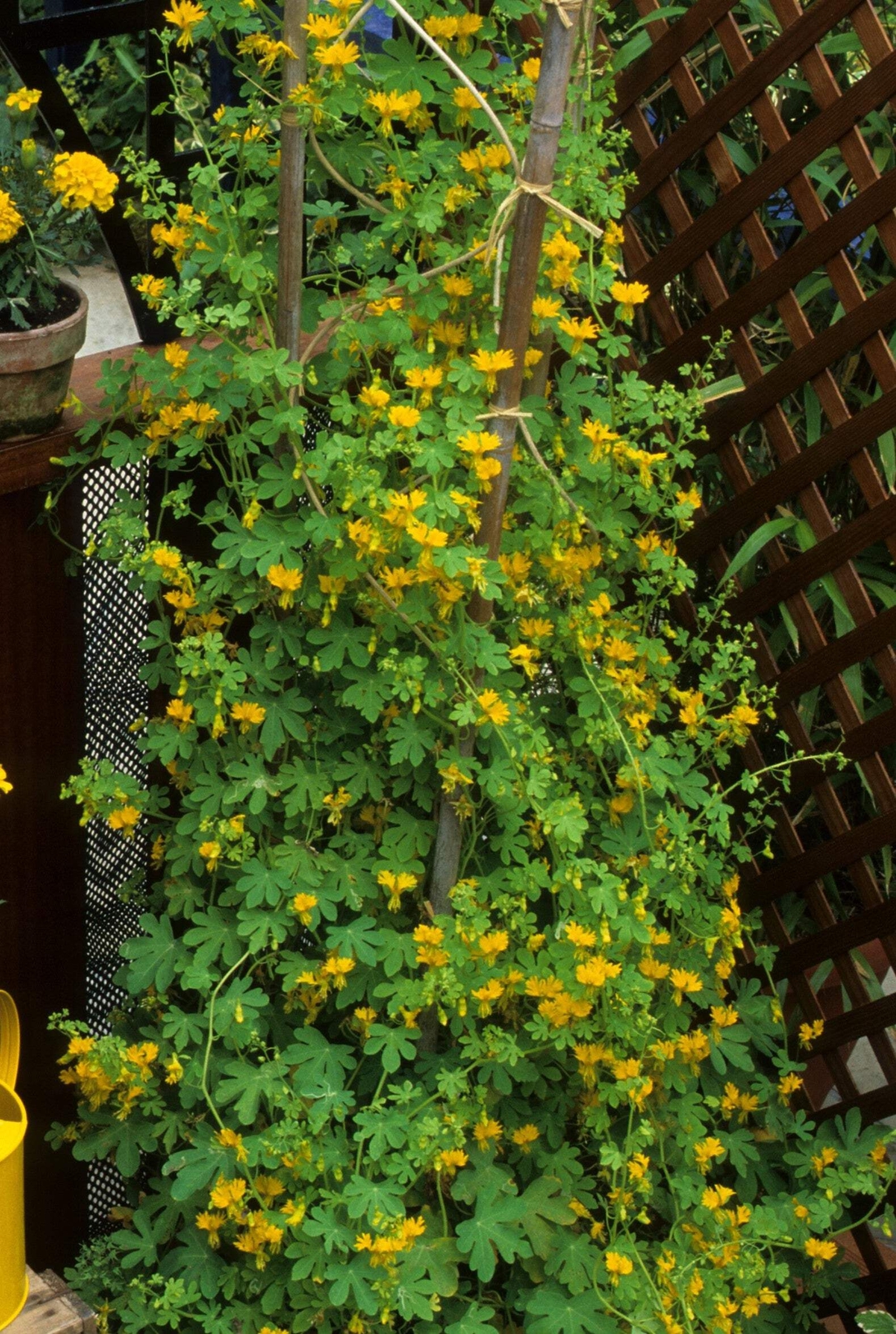 10 CANARY CREEPER NASTURTIUM Vine Tropaeolum Peregrinum Yellow Bird Flower Seeds