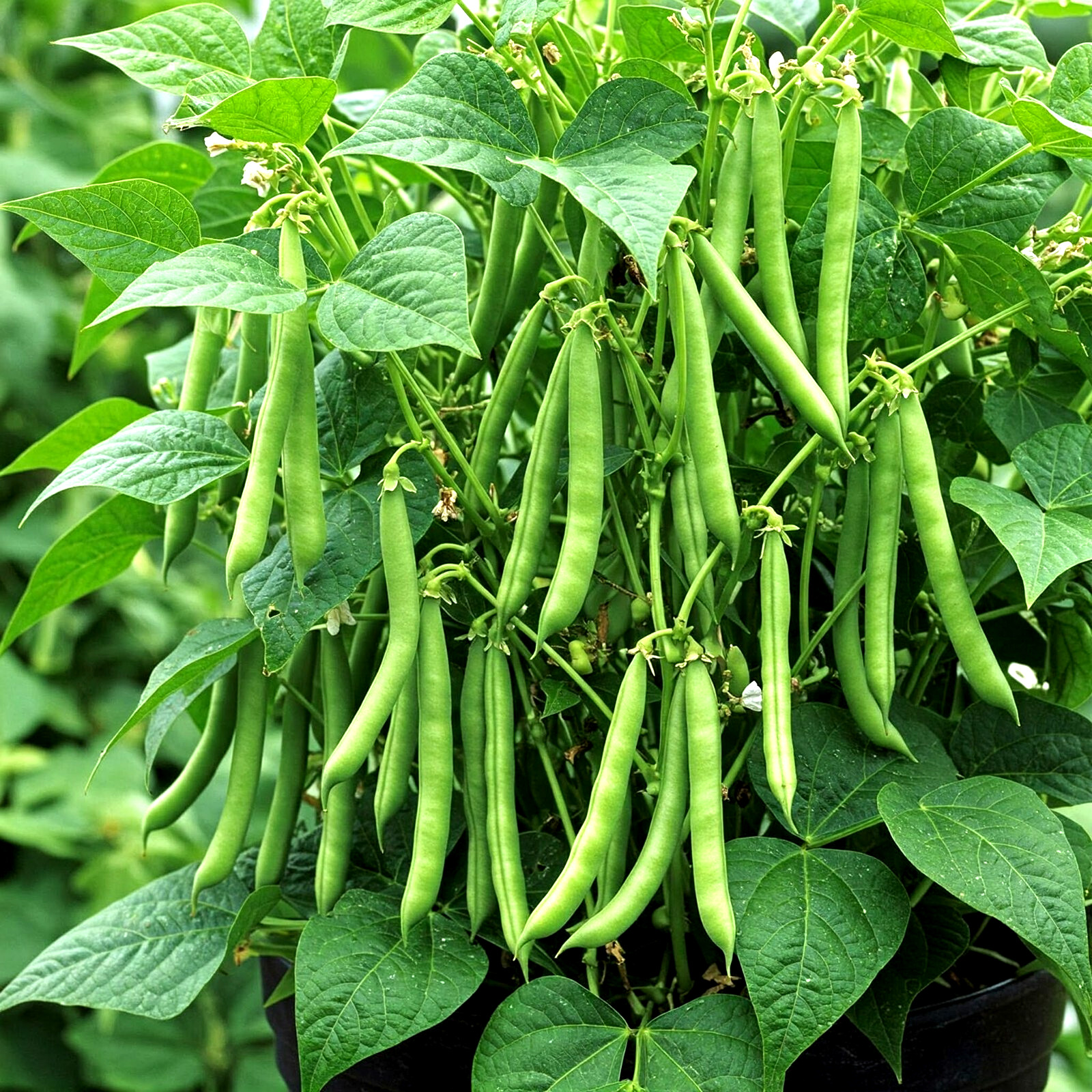 150+ BLUE LAKE BUSH GREEN BEAN SEEDS HEIRLOOM NON-GMO TASTY HARDY AUTUMN BULK