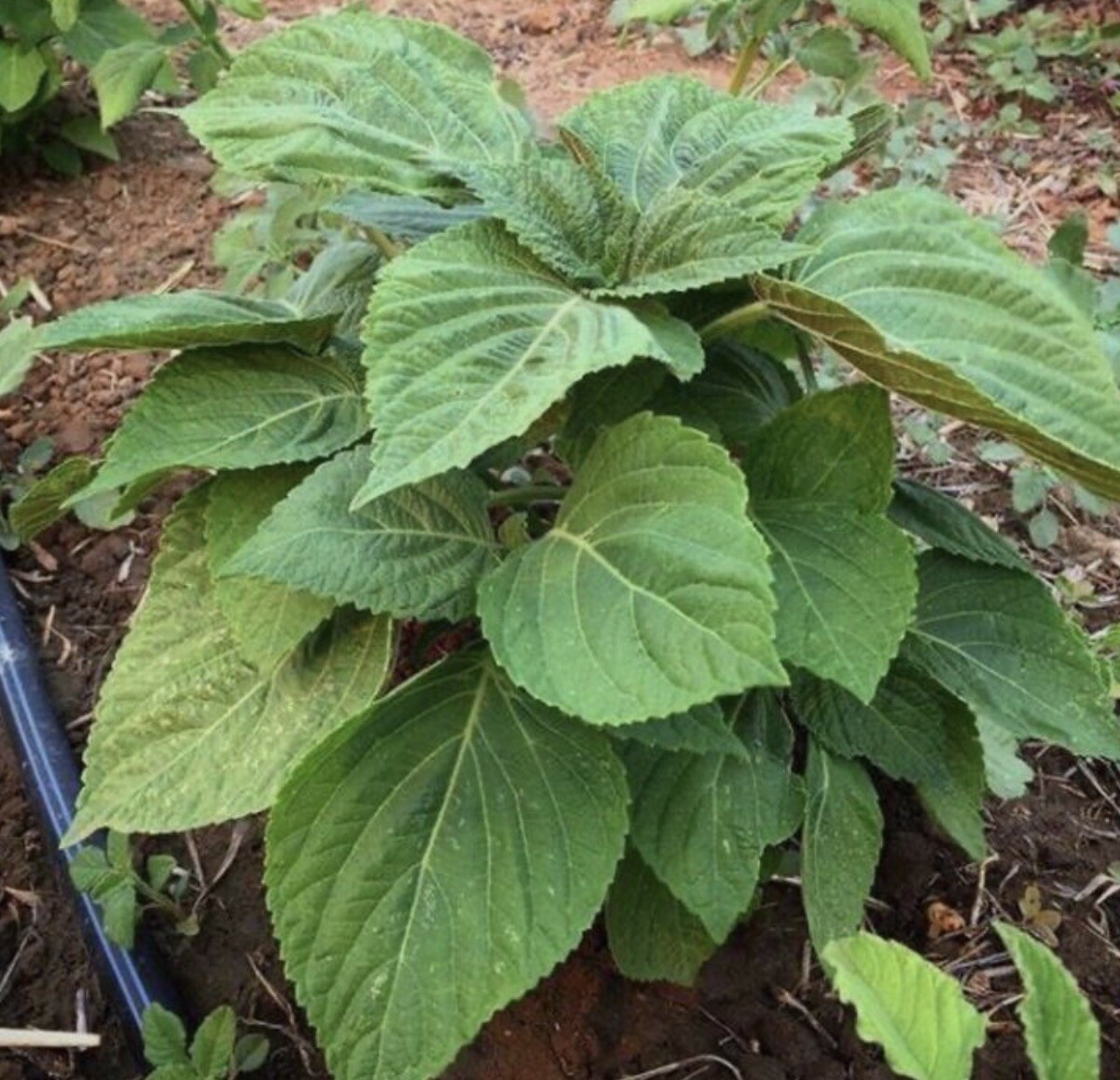 200+Green Shiso Seeds-Perilla/Beefsteak Plant-Korean Basil, NON-GMO-Open Pollina