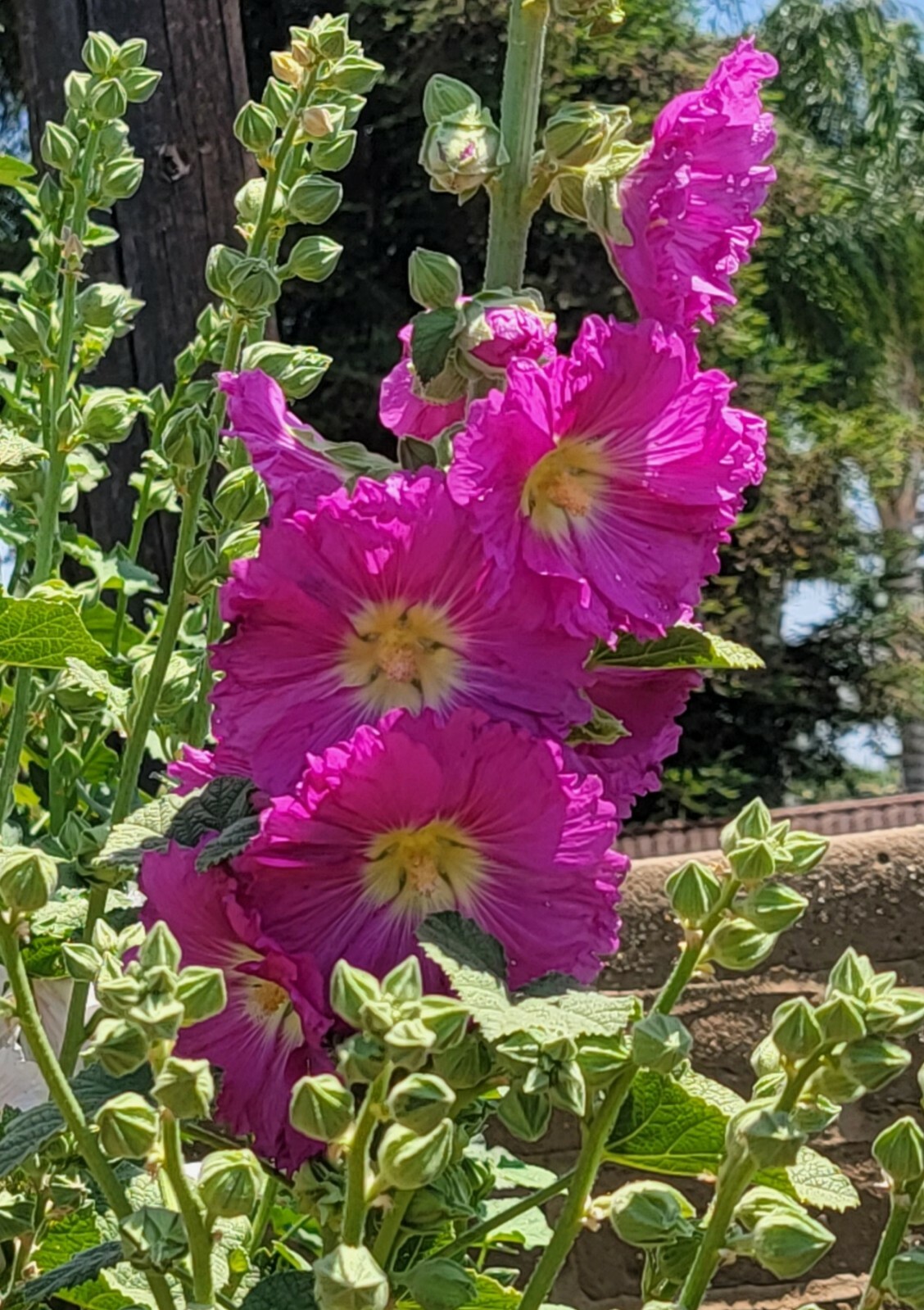 100 HOLLYHOCK  Flower Seeds Tall Beautiful Wildflowers Mystery Mixture Colors