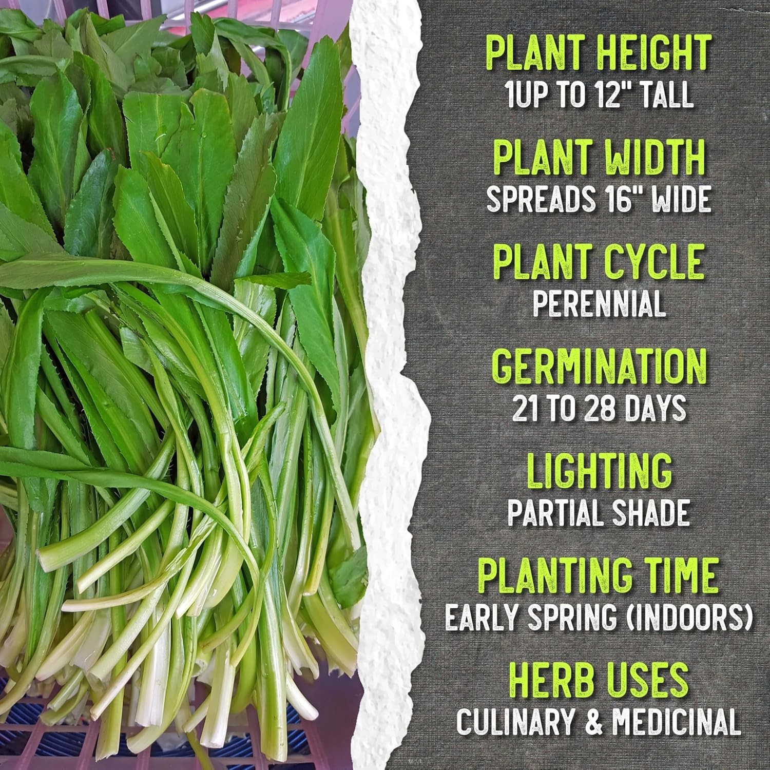 Organic Heirloom Culantro Seeds for Flavorful Cooking – Indoor/Outdoor Usage