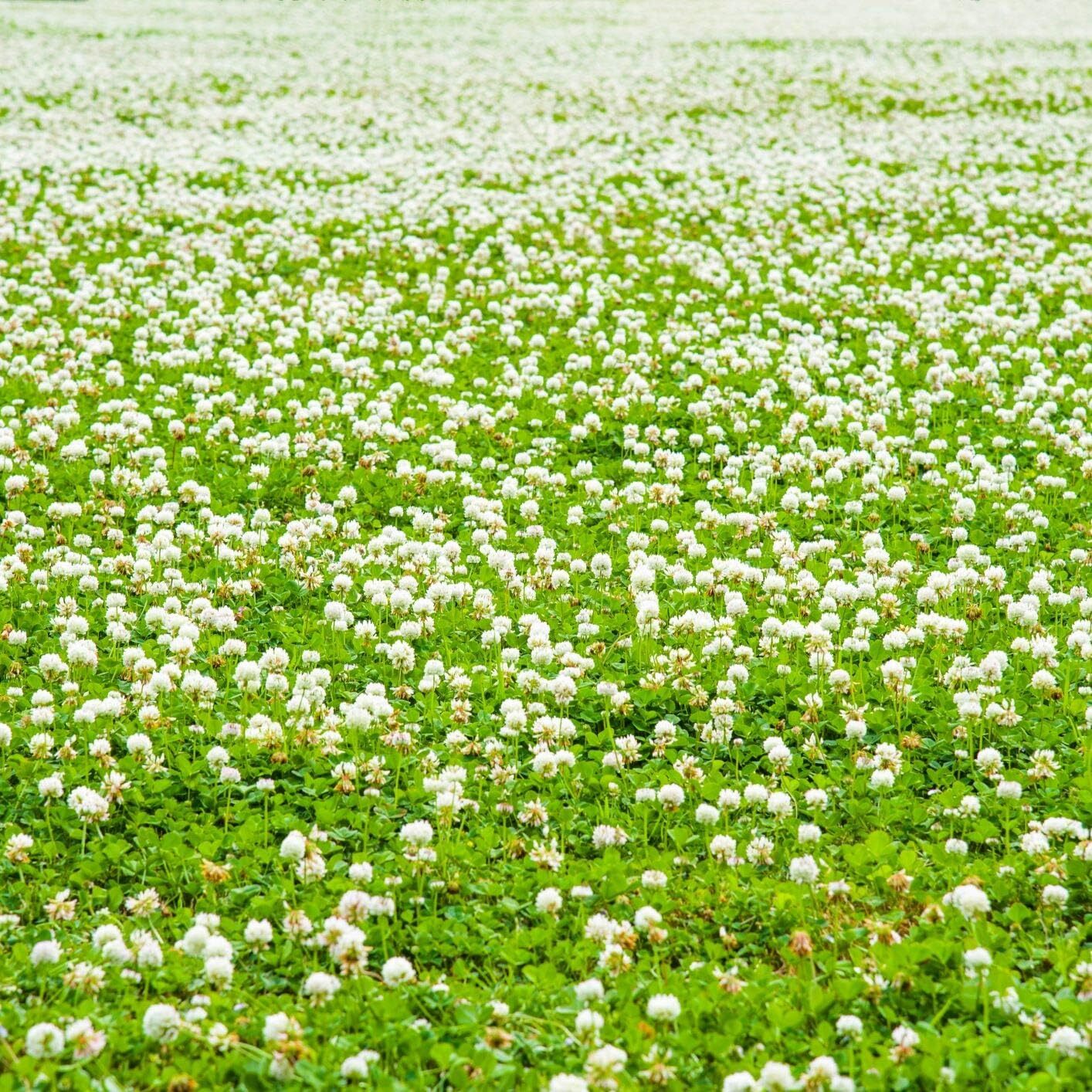 5lb Perennial White Dutch Clover Seed for Erosion Control, Ground Cover, Pasture