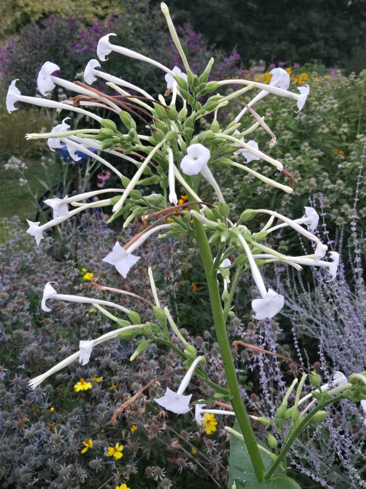 1 GRAM + Woodland Tobacco/Nicotiana sylvestris/ORGANIC/10000 + seeds/Annual