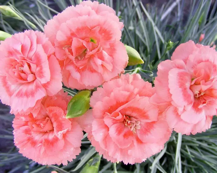 100 Carnation Seeds Dianthus Flowers Seed Flower Perennial “Bobs Highlight”