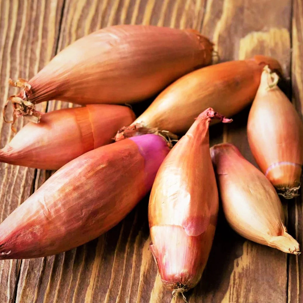 Monique French Shallot Sets (Bulbs) | Semi Long Onion Seed 2025 Fast Shipping