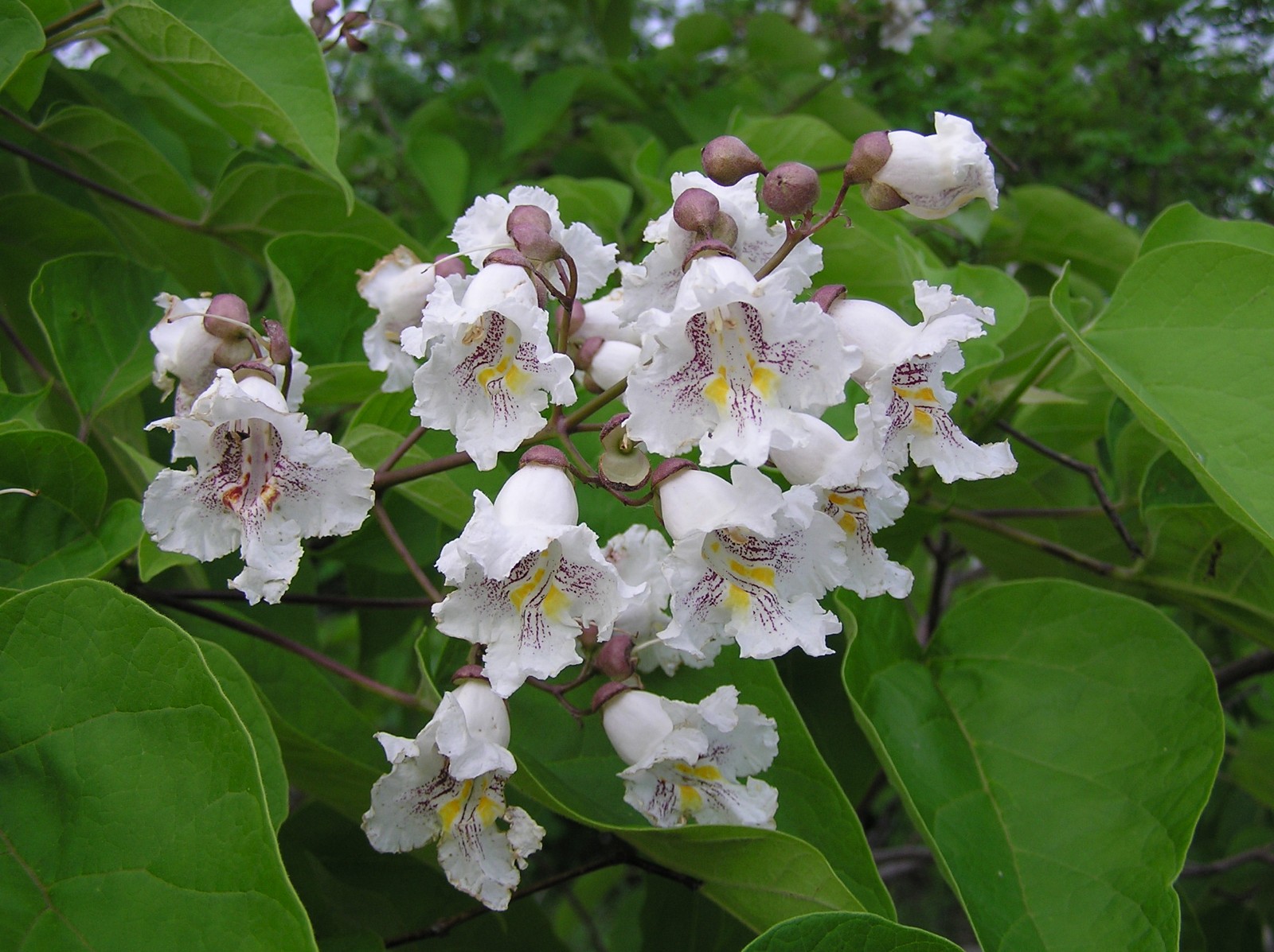 Catalpa Bignonioides aka Southern Catalpa 10 Seeds Free Shipping!