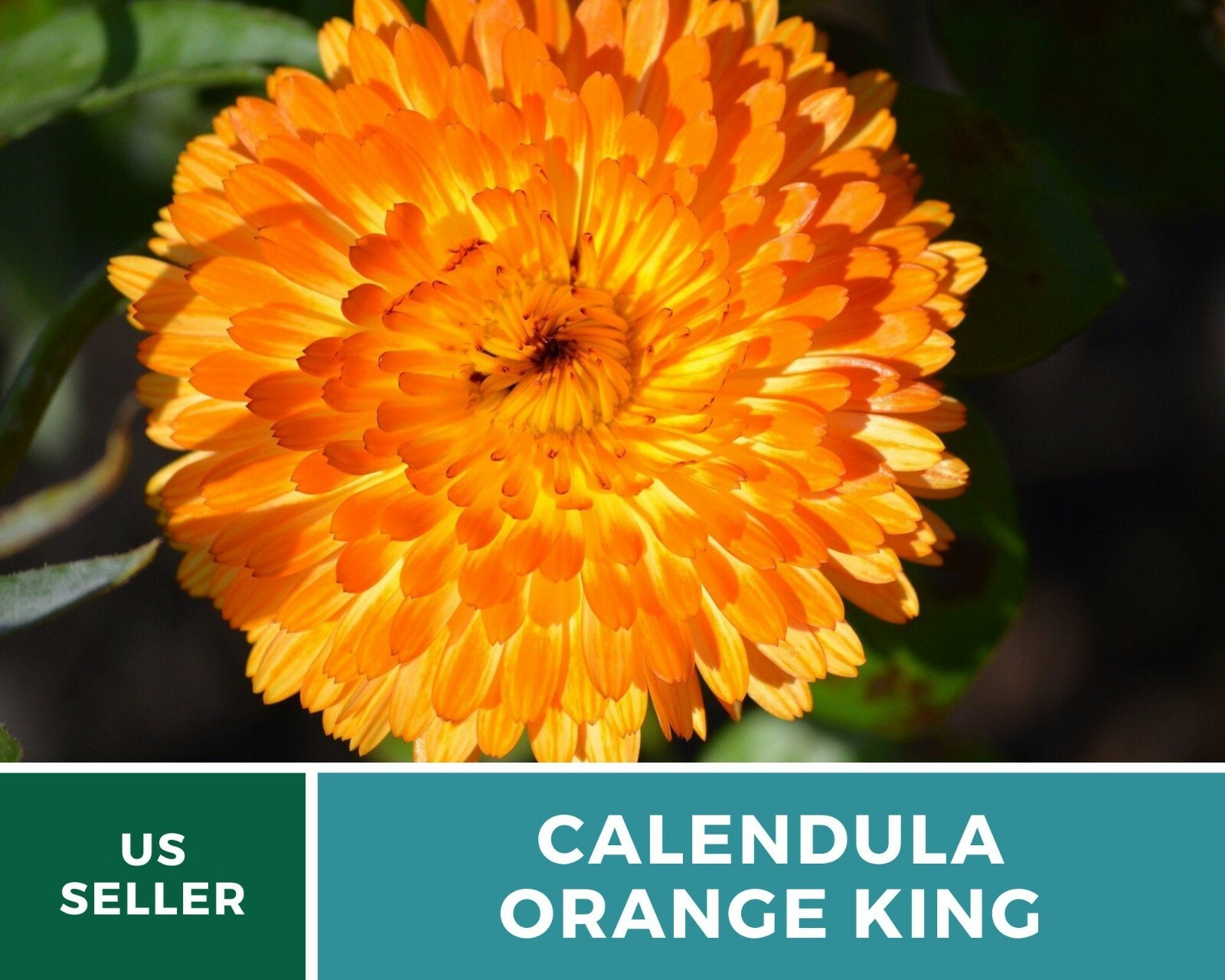 Calendula, Orange King – Heirloom Seeds – Medicinal & Pollinator Friendly Flower