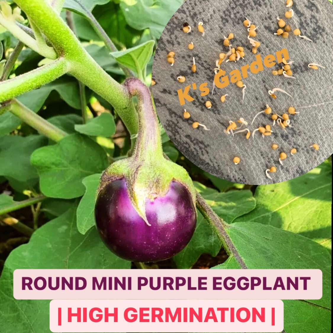 50+ PCS ROUND MINI PURPLE EGGPLANT SEEDS, HẠT CÀ PHÁO TÍM, 茄子 |90% GERMINATION