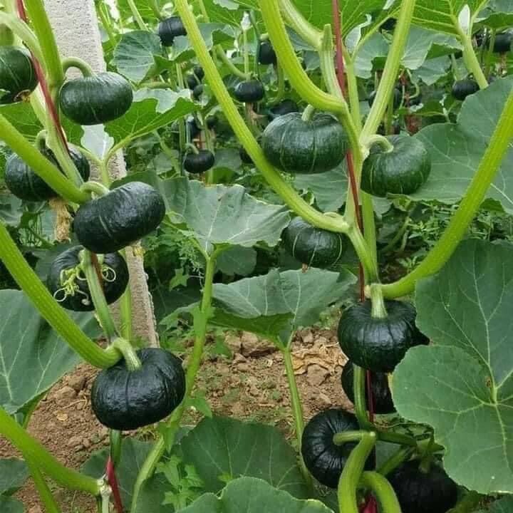 10+ Seeds Bí Đỏ Nhật F1 SHICHI Super High + 20 Seed Kabocha Japanese Pumpkin USA