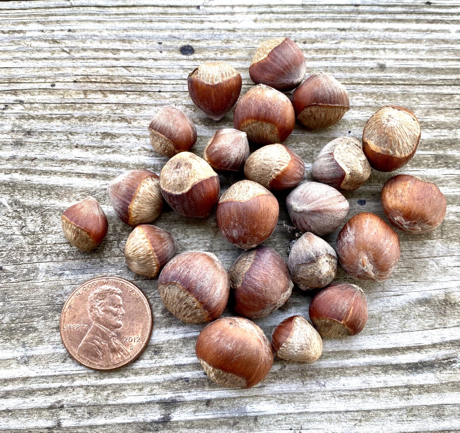 25 American Hazelnut Tree Nut Seeds 2024 ORGANIC Non-GMO USA Native Filbert