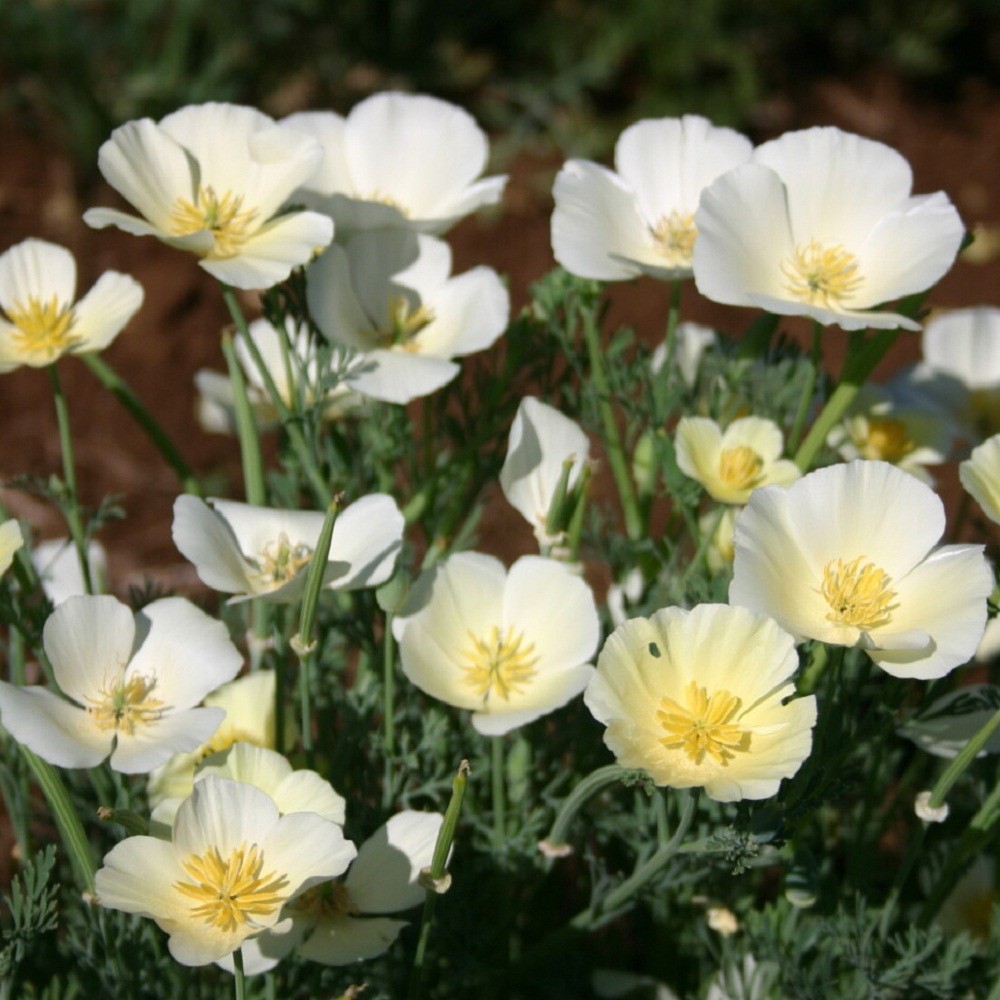 2,000 White Linen California Poppy Flower Seeds Eschscholzia Calif For Planting