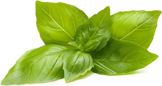 100+ seeds – Lemon Basil , heirloom seeds , non-GMO , herb seeds