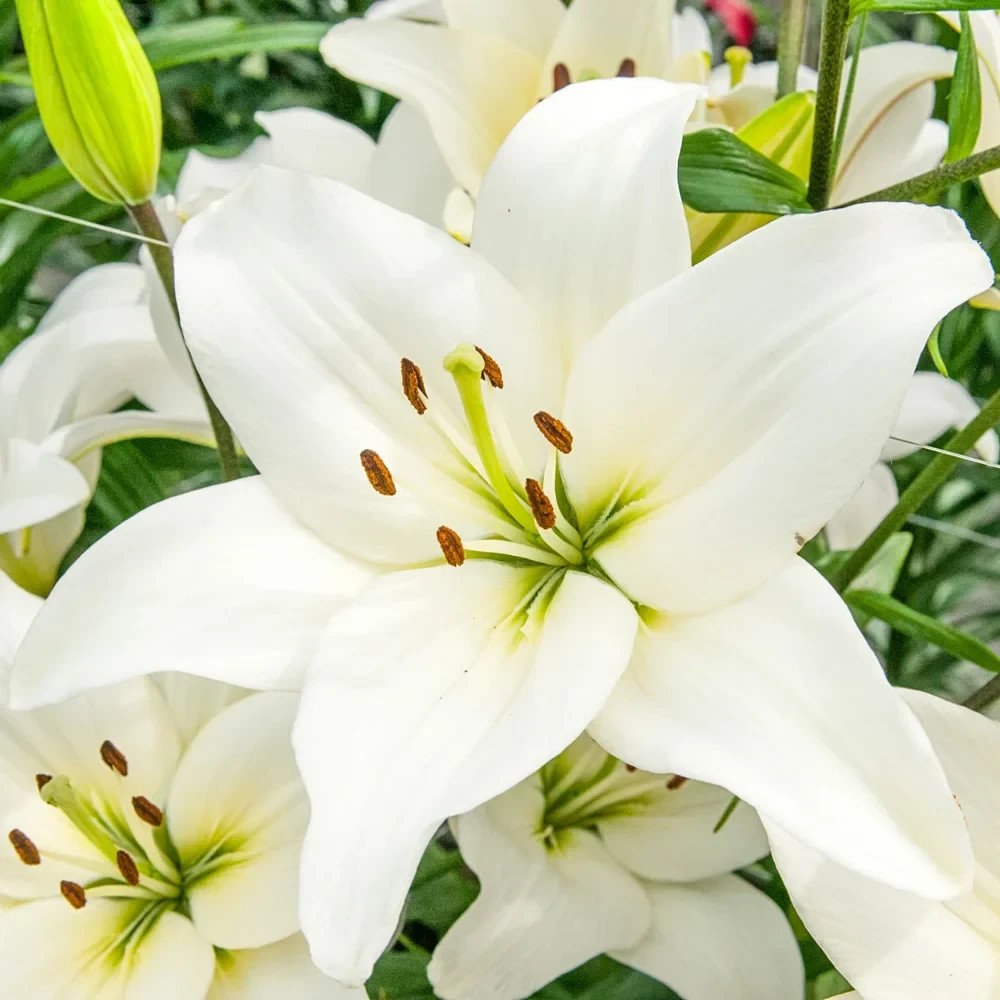 Gladiolus Flower Bulbs 30 Mix Colors Florist Bouquet Gladioli Sword Lily Plants