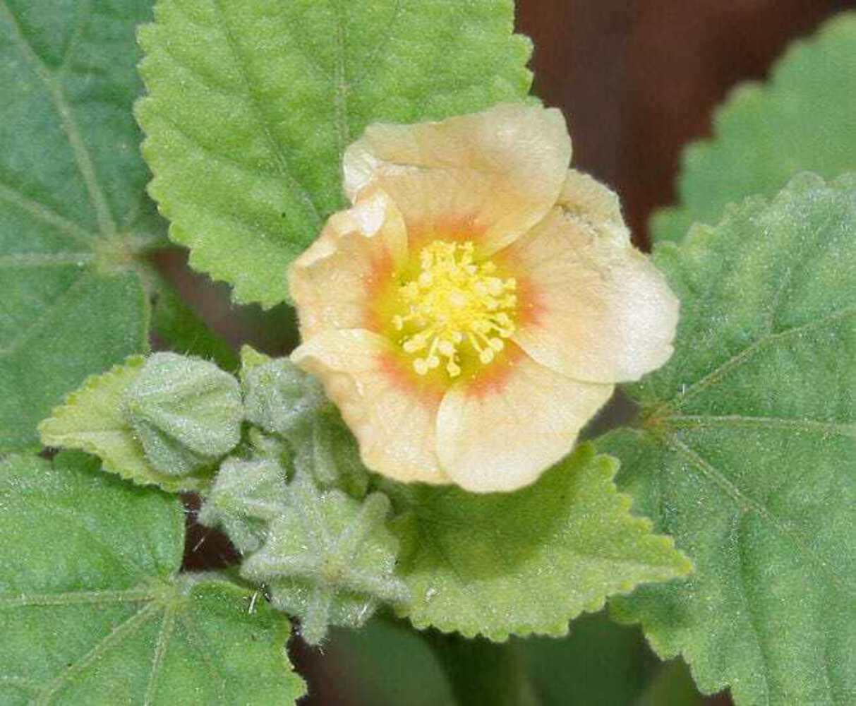 100 COUNTRY MALLOW (Bala / Flannel Weed) Sida Cordifolia Flower Seeds