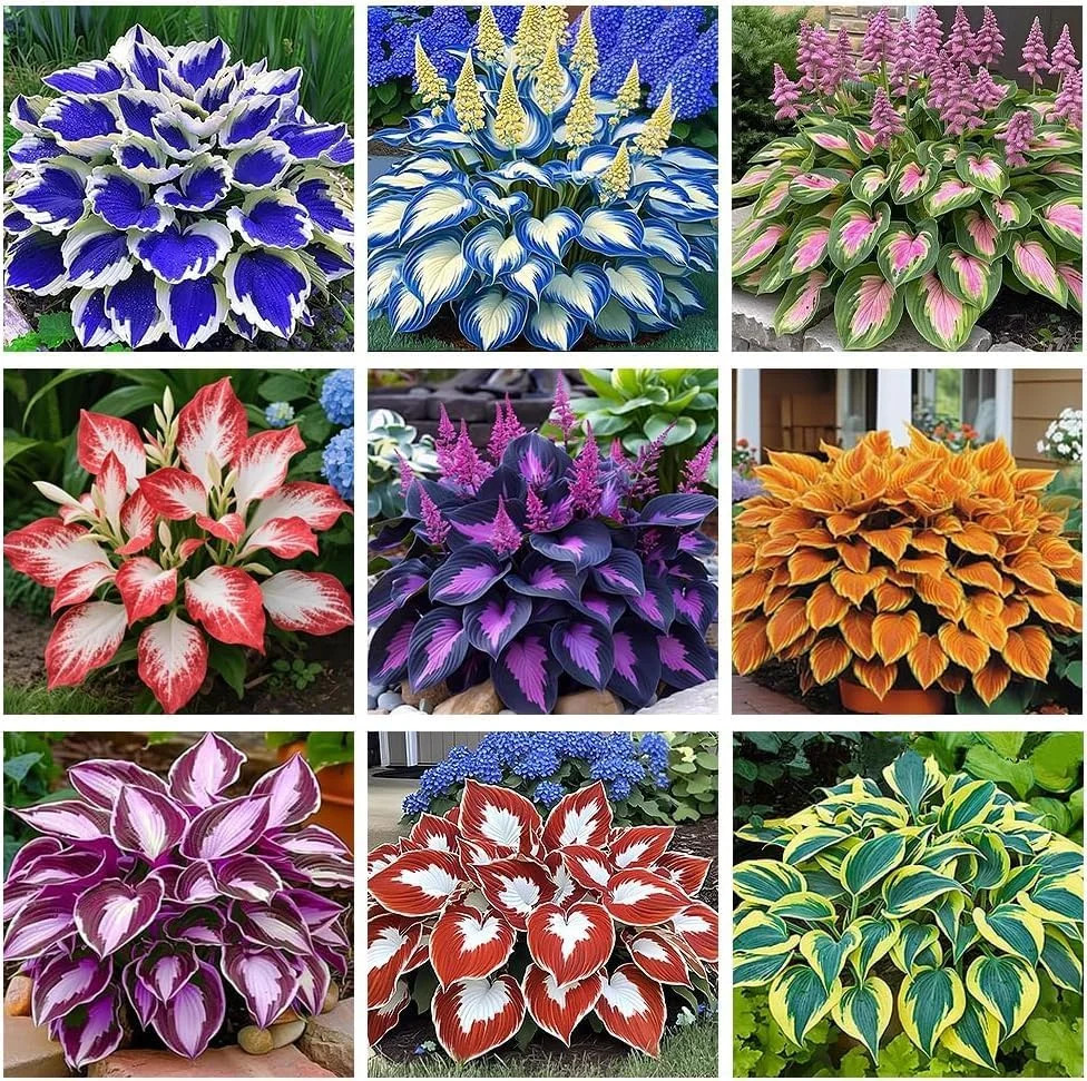 Hosta Seeds 110+ Mixed, Shade-Resistant Perennial Plants, Unique Leaf Color Comb
