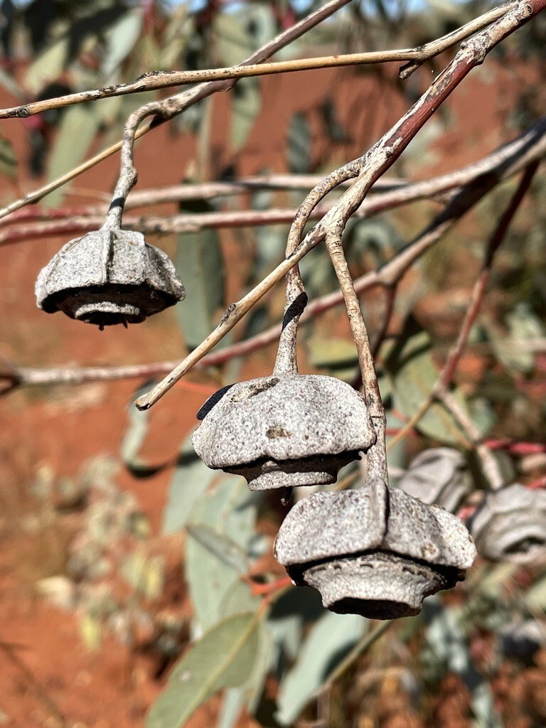 25+ Eucalyptus kingsmillii Seeds – ‘Kingsmill’s Mallee’