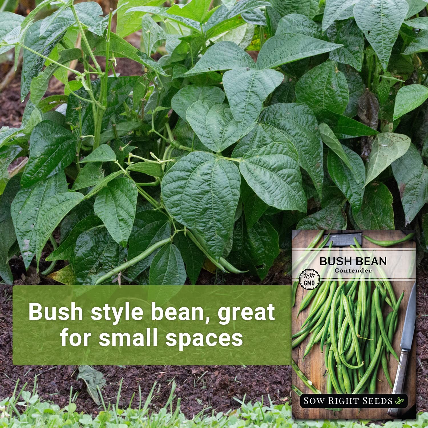 Sow Right Seeds Contender Bush Green Bean Seeds for Planting Non GMO Heirloom