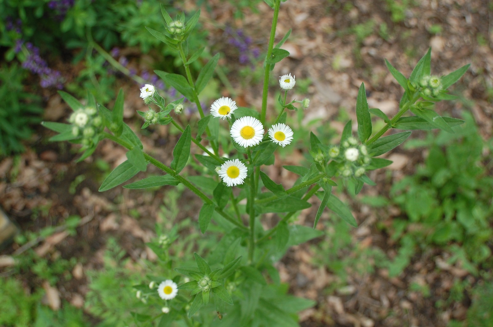 1/4 TSP + ANNUAL FLEABANE DAISY SEEDS/Erigeron annuus/NATIVE US