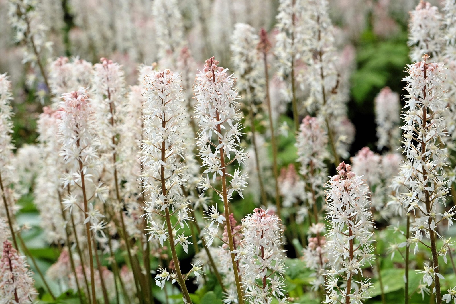 20 HEARTLEAF FOAMFLOWER White & Pink Tiarella Wherryi Coolwort Flower Seeds