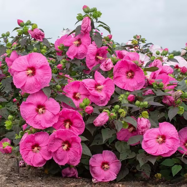 15 HEAD OVER HEELS PASSION HIBISCUS SEEDS Cold Hardy
