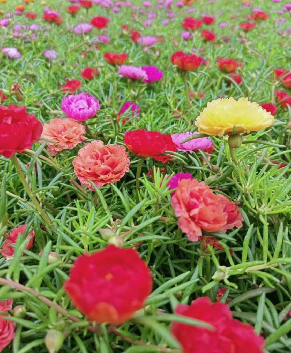 500+SEEDS Moss Rose Portulaca Double Flowered Mix
