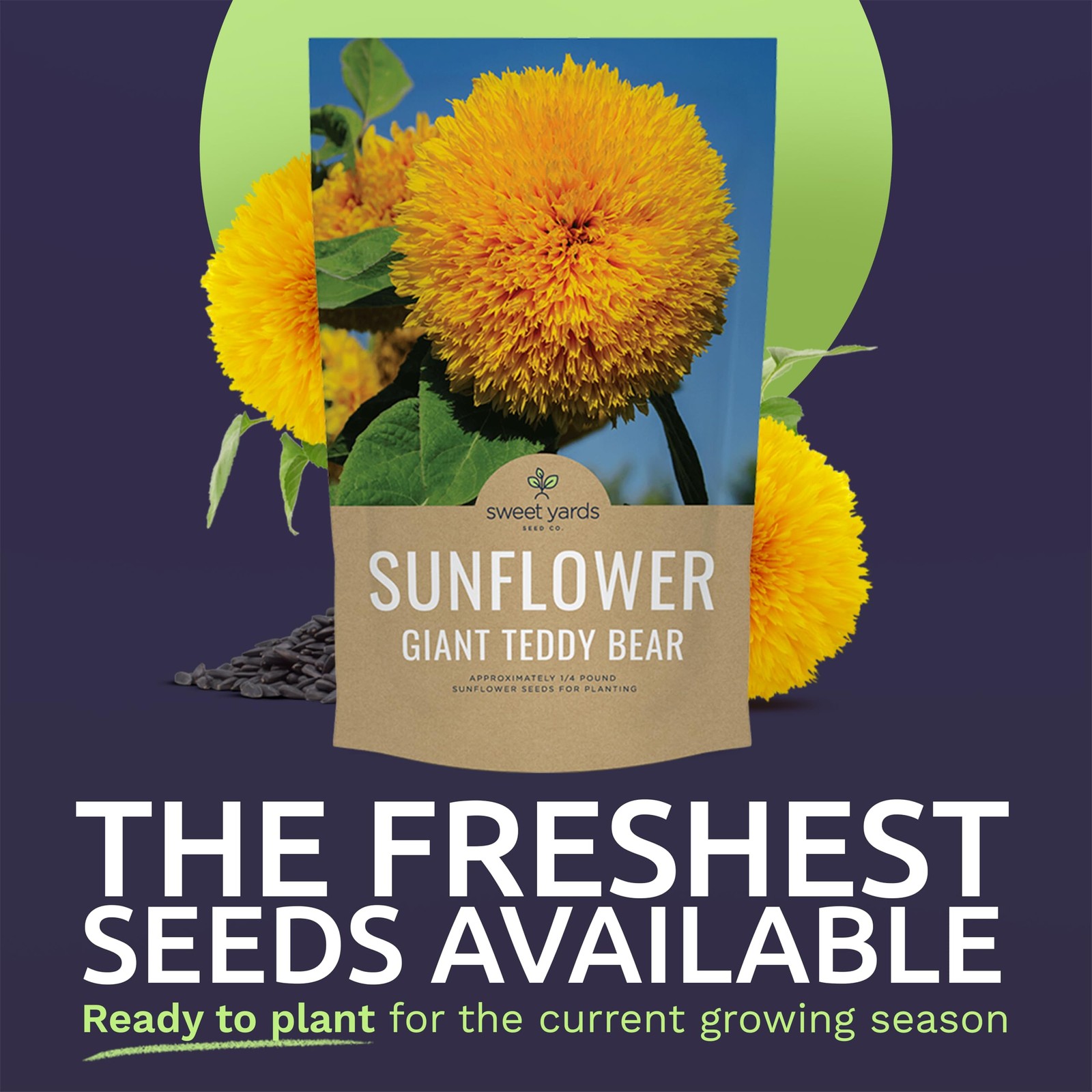 Giant Teddy Bear Sunflower Seeds – Bulk 1/4 Pound Bag – Over 5,000 Fresh Open…
