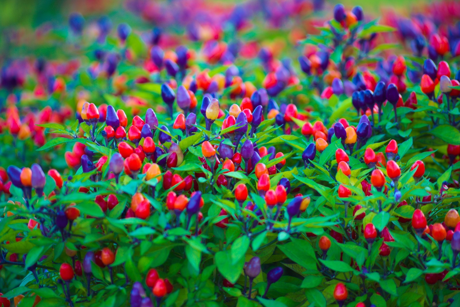 Filius Blue Pepper – 10 Seeds! Heirloom All Natural Rainbow Colored Fruit