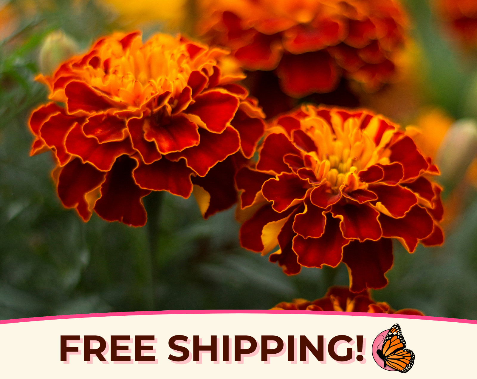 600+ Sparky Marigold Seeds | Heirloom, Non-GMO, Flower Gardening Seeds, USA