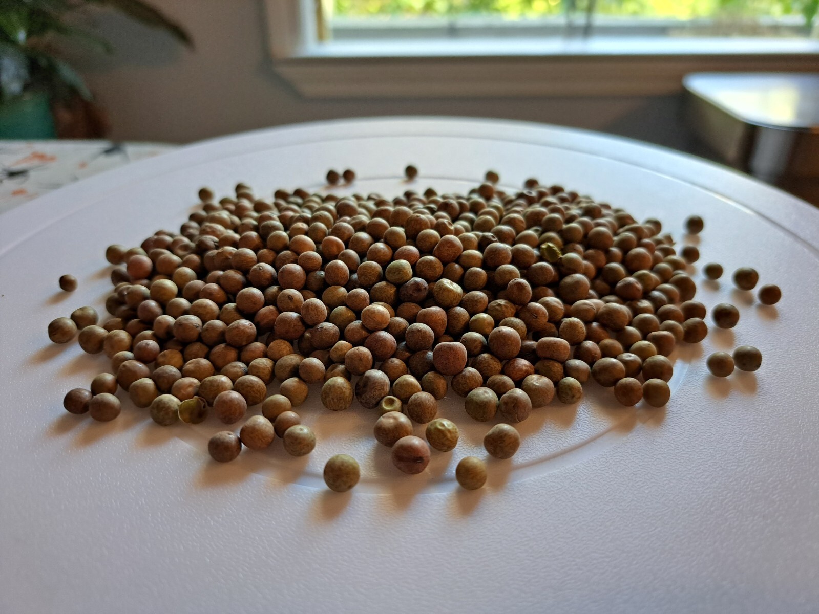 Austrian Winter Pea (Pisum sativum) – Nitrogen-Fixing Cover Crop Seeds – 1 pound