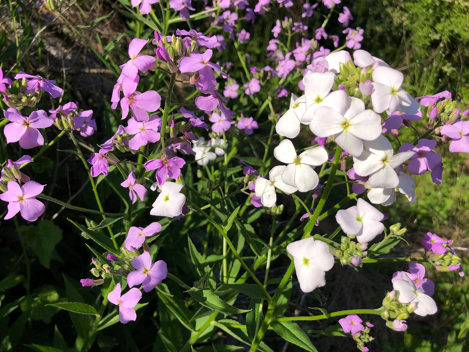 Dame’s Rocket Seeds | Sweet Violet Purple Wildflower Perennial Flower Seed 2025