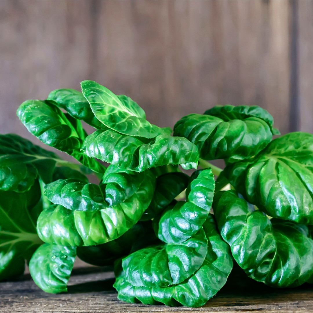 Fresh Tat Soi Asian Cabbage Seeds | Heirloom Non-GMO | Asian Vegetables
