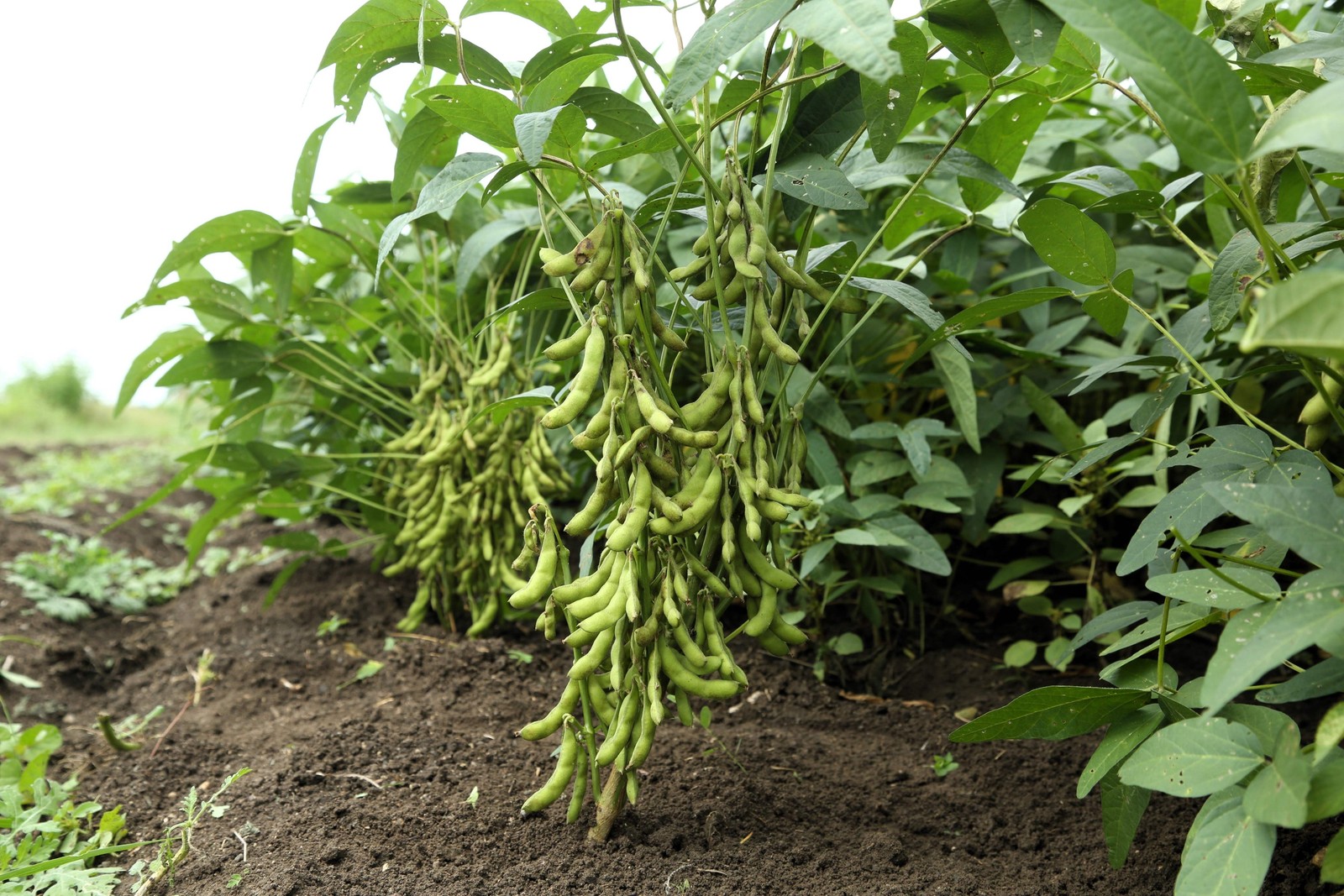 25 Sweet BLACK JET SOYBEAN Edamame Bean Glycine Max Vegetable Legume Seeds