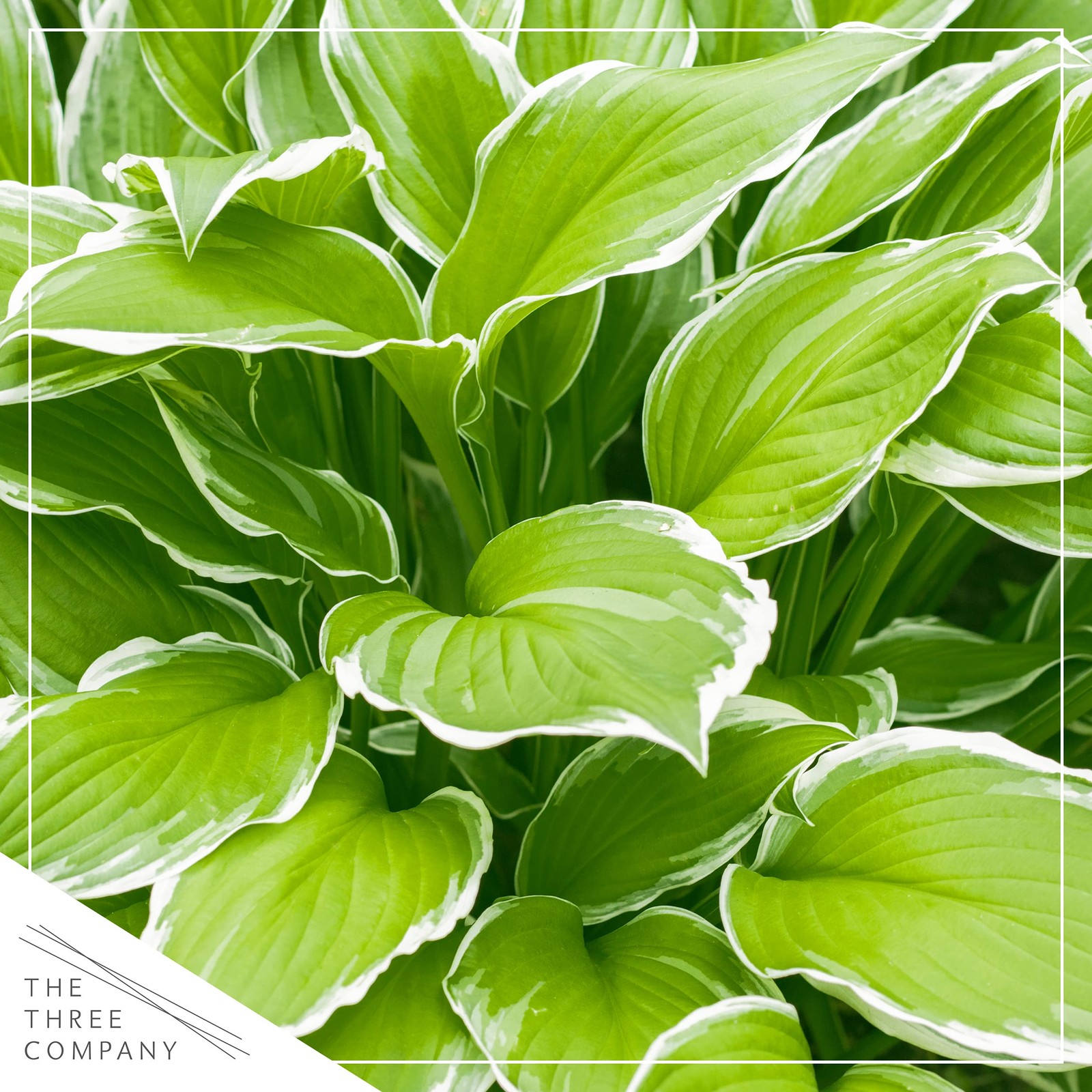 Live Perennial Hosta Assorted Varieties 3 Plants Per Pack Beautiful Accent P…