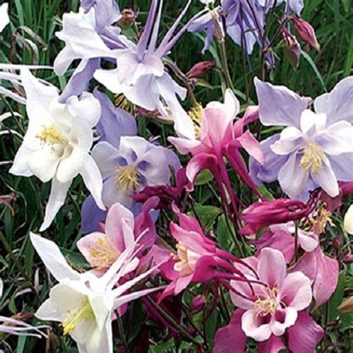 1,000 – 5,000 Heirloom Mixed Colors Dwarf Columbine Seeds Perennial Aquilegia