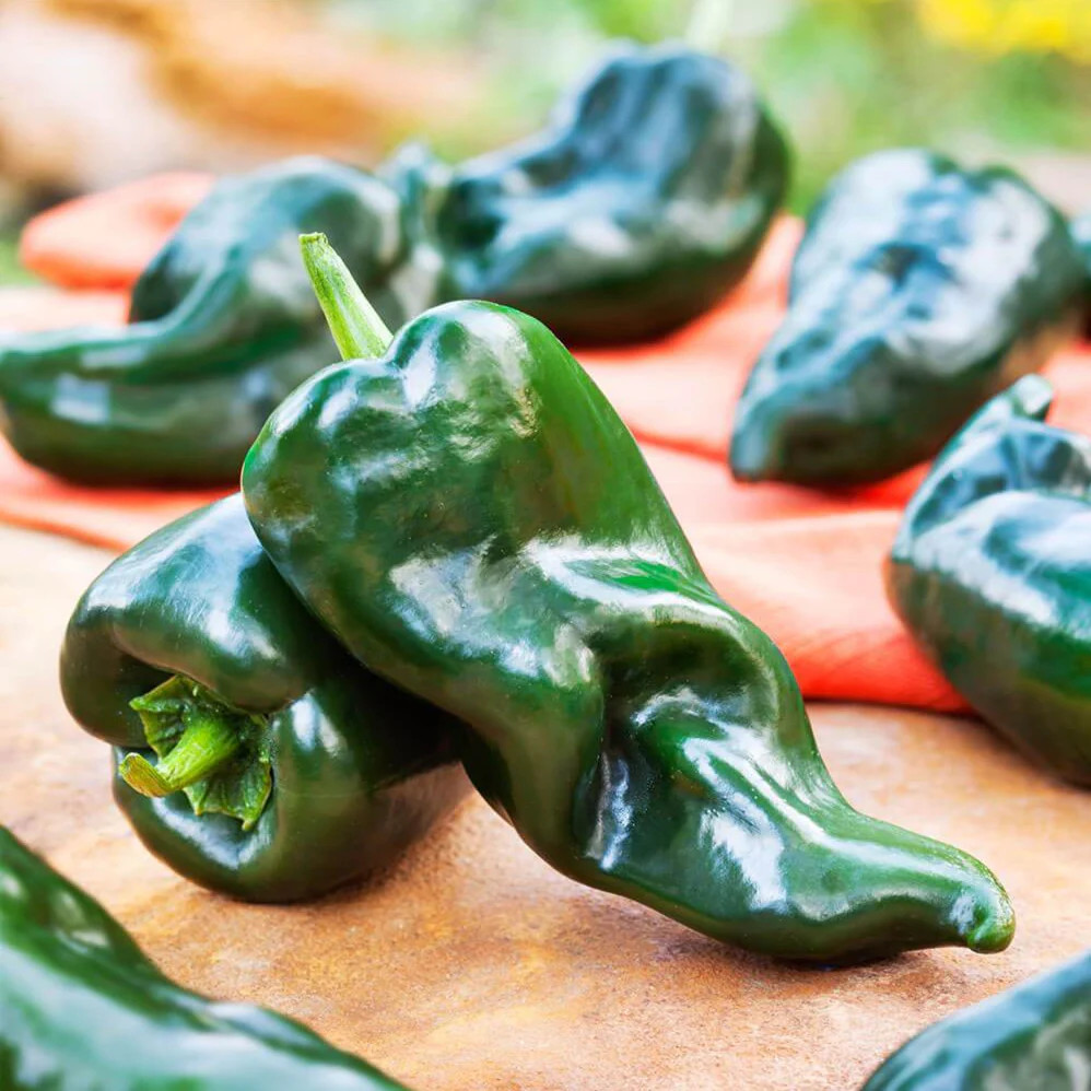 Poblano Pepper Seeds (Ancho Chile) | Mexican Green Chili Vegetable Seed 2024